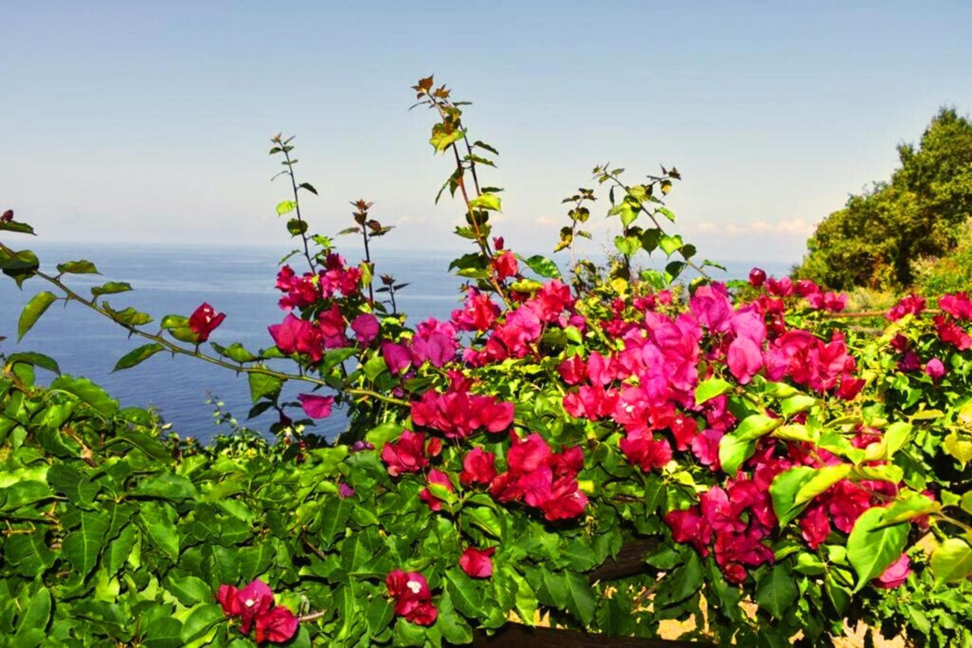 Bellezza In Cilento Panoramic Apts Castellabate Eksteriør bilde